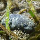 Beaked Sea Snake