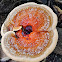 Reishi mushroom