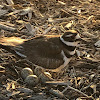 Killdeer