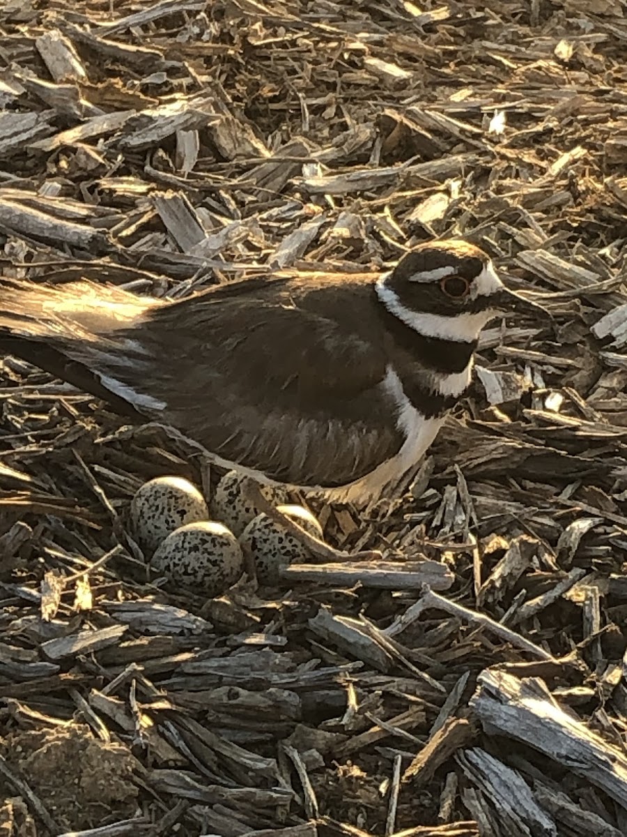 Killdeer