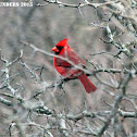 Cardinal