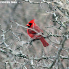 Cardinal