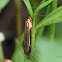 Tiger crane fly