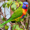 Rainbow Lorikeet