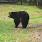 American Black Bear