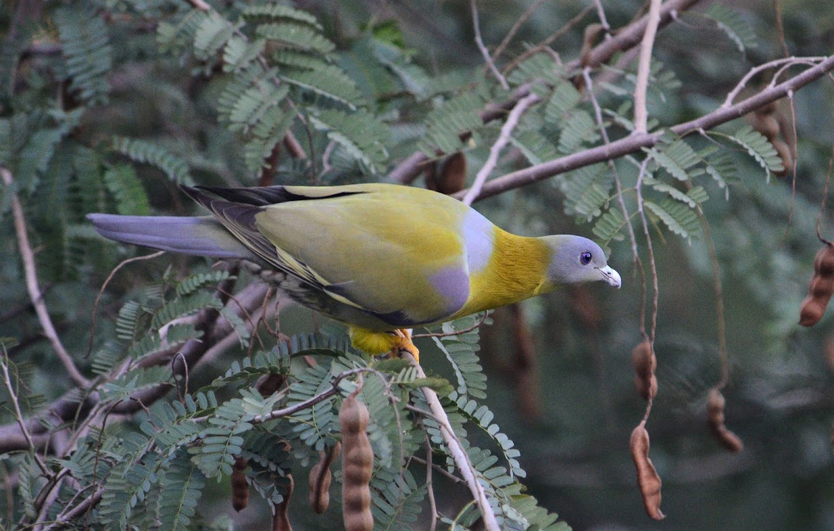 Pigeon  -  Yellow-footed Green Pigeon