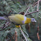 Pigeon  -  Yellow-footed Green Pigeon