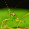 Bush Cricket