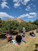 Picking Picnic, home of the Rex Union orange on Lemoenfontein Farm in Rustenburg.