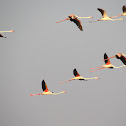 Flamingos