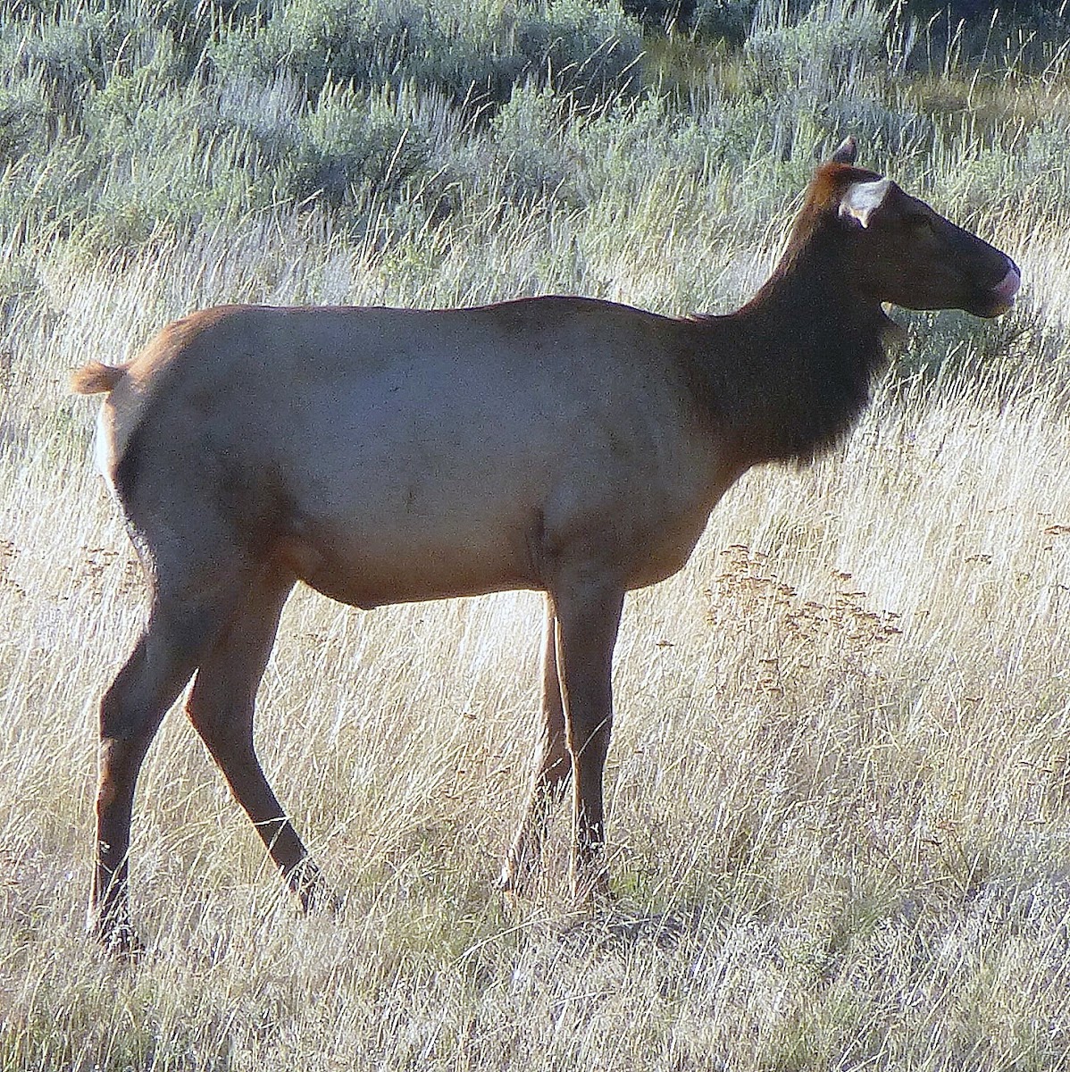 Elk Female