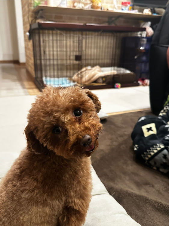 86の86BRZオーナーさんと繋がりたい・愛犬と一緒に・お台場・ドッグラン・トリミング✂️🐶に関するカスタム事例の投稿画像2枚目