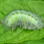 Common Archduke Caterpillar