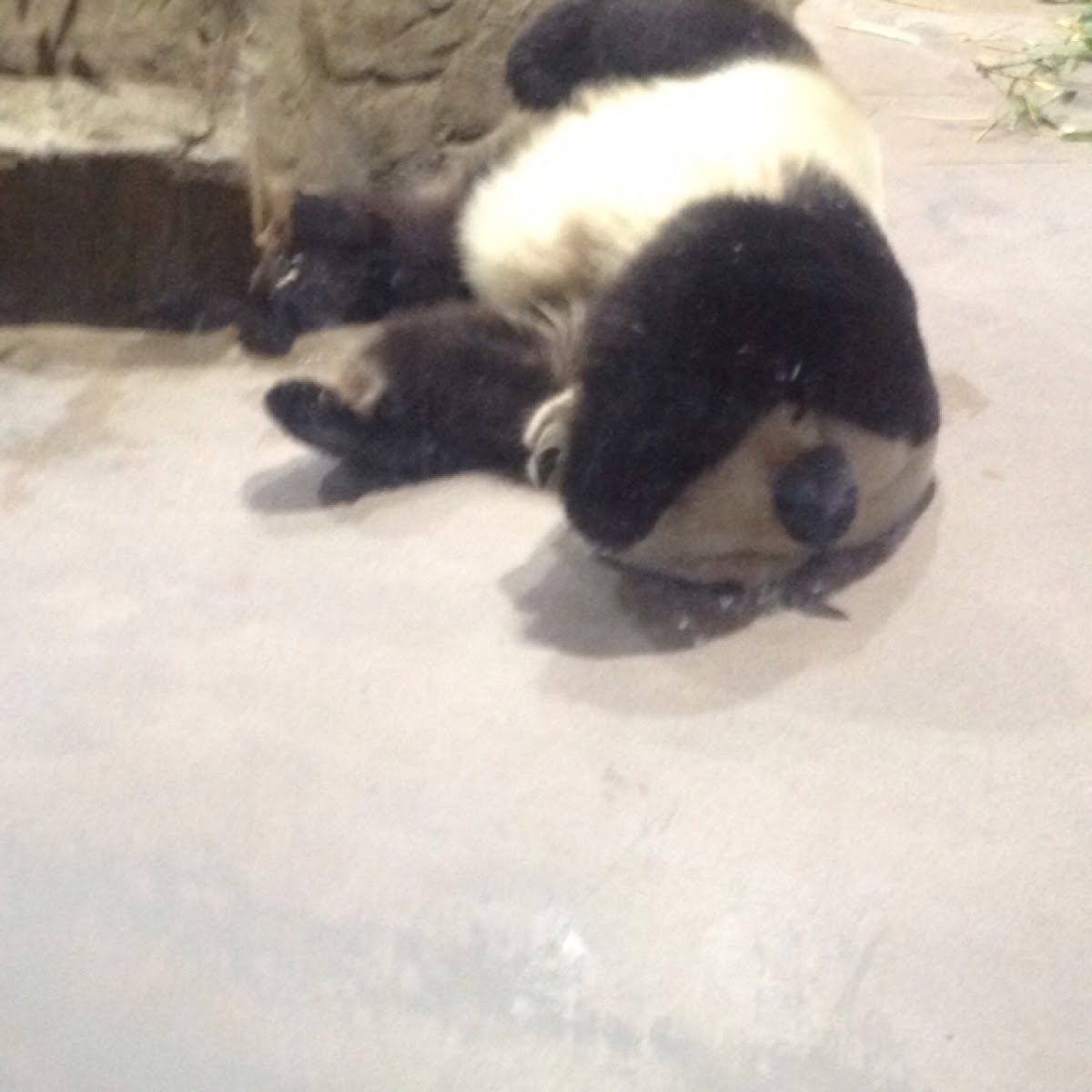 Giant Panda