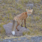 Red fox