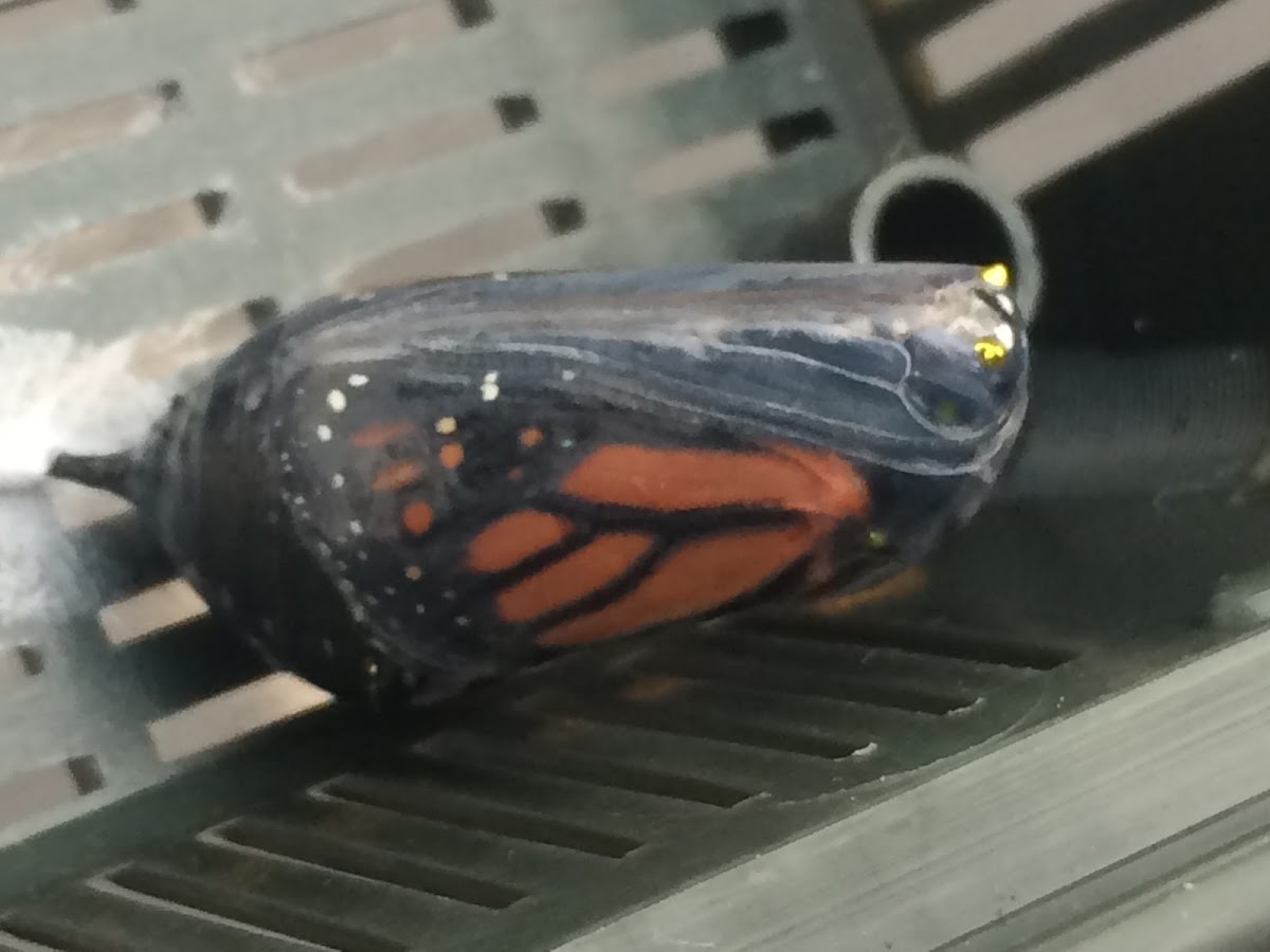 Monarch Butterfly