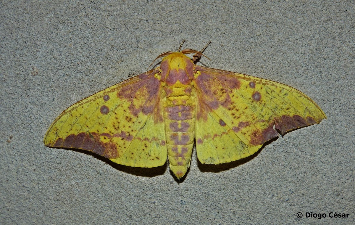 Imperial moth