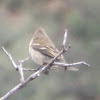 Hammond's Flycatcher