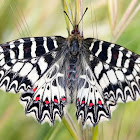 Southern Festoon