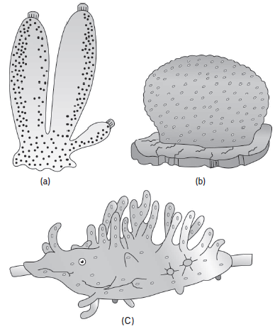 Phylum I. Porifera - The Sponges