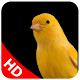 canto de canários Install on Windows