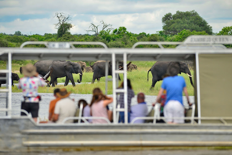 Passengers on Zambezi Queen take photos of a herd of migrating elephants along the Chobe River in Africa.