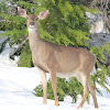 Columbian black-tailed deer