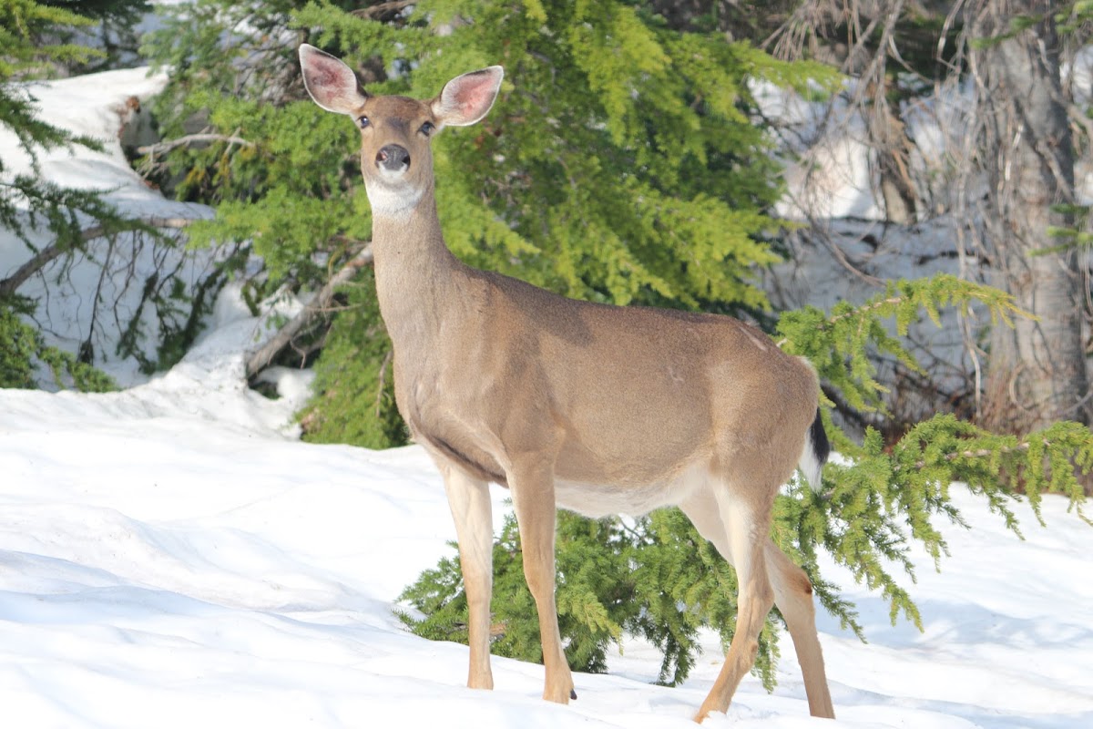 Columbian black-tailed deer