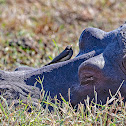 Hippopotamus