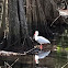 American White Ibis