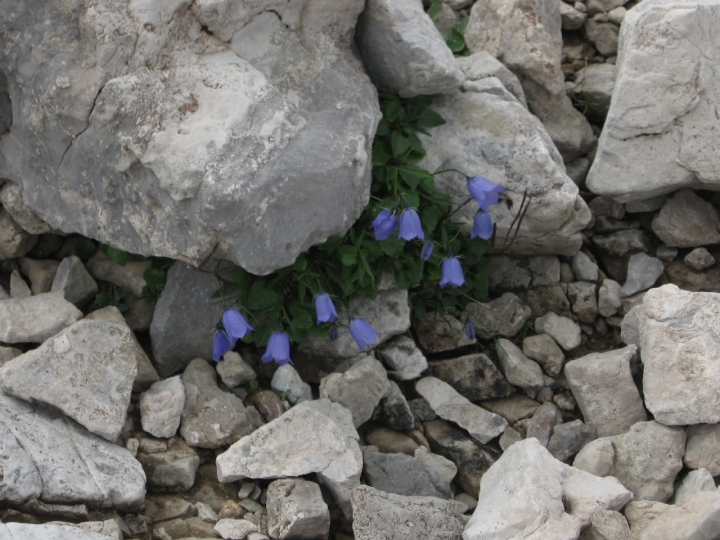 Campanula dei ghiaioni di lylli