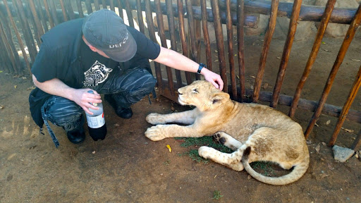 Lion Park South Africa 2015