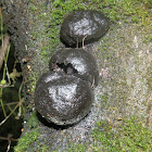 Black wood-fungus