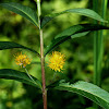 Tufted Loosestrife