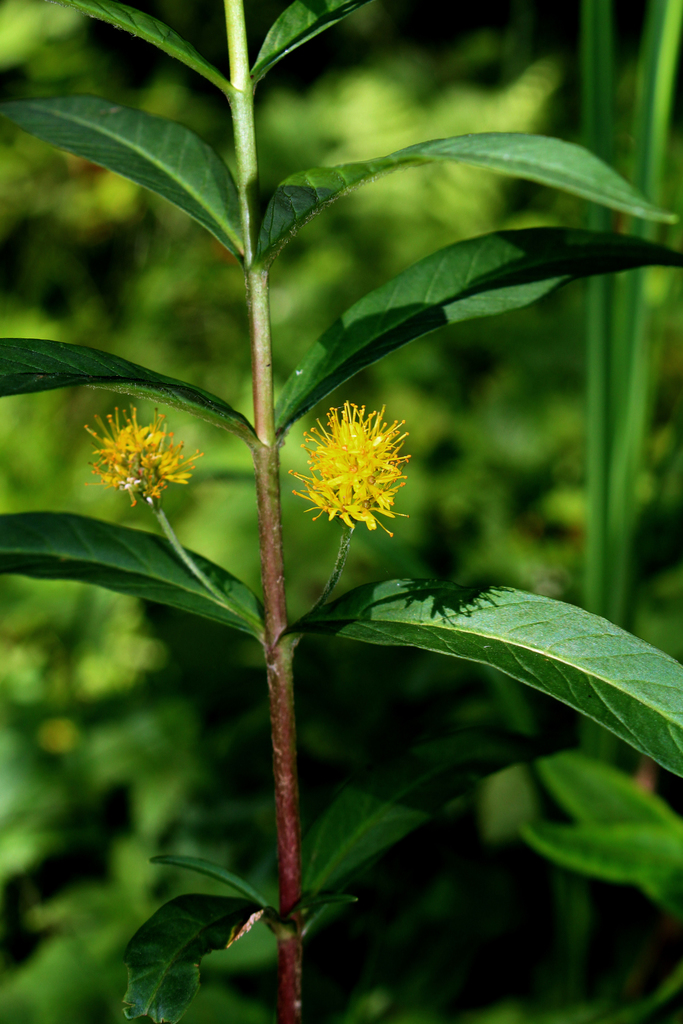 Tufted Loosestrife