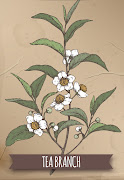 Black, green and white teas originate from the 'Camellia sinensis' plant. 