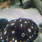 White-blotched River Stingray