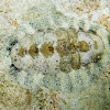 West Indian Fuzzy Chiton