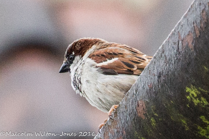 House Sparrow