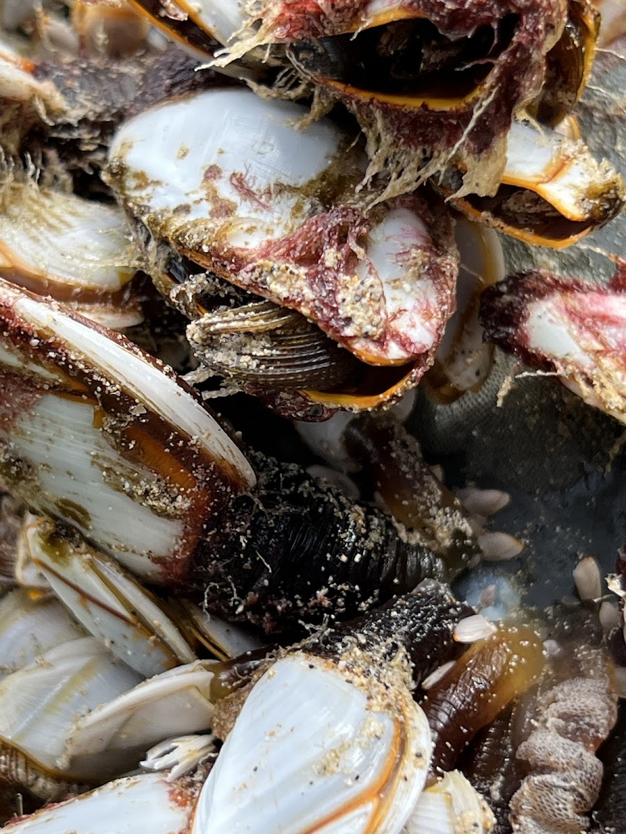 Pelagic Gooseneck Barnacles