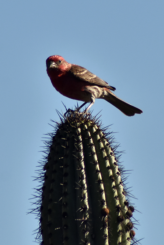 House Finch