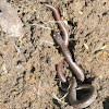 California Slender Salamander