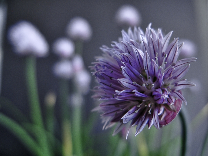 Fiore dell'erba cipollina di nebbia