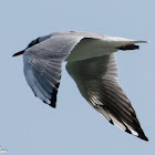 Black-headed Gull; Gaviota Reidora