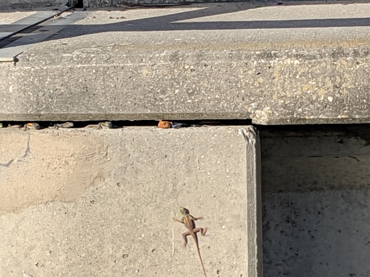 West Africa rainbow lizard