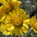 Alpine Sunflower