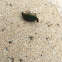 Green June Beetle