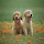 Puppy Wallpaper - Cute Puppy Backgrounds