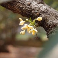 桂花森林