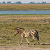 Plains zebra